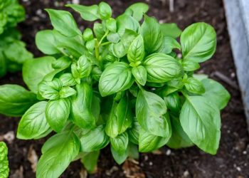 Biljka koja donosi sreću i mir u kuću