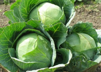 Problem otečenih nogu može se efikasno riješiti uz list kupusa