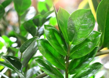 Zovu je biljka novca: Šta raditi sa zamijom kad joj listovi požute?